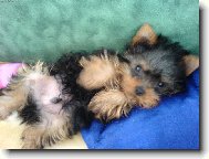 Jork��rsk� terier, Yorkshire Terrier,