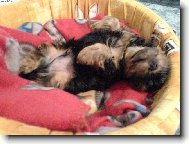 Jork��rsk� terier, Yorkshire Terrier,