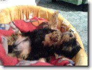Jork��rsk� terier, Yorkshire Terrier,