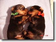 Jork��rsk� terier, Yorkshire Terrier,