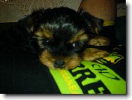 Jork��rsk� terier, Yorkshire Terrier,