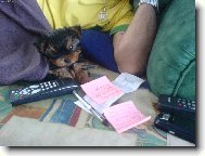 Jork��rsk� terier, Yorkshire Terrier,