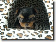 Jork��rsk� terier, Yorkshire Terrier,