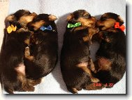 Jork��rsk� terier, Yorkshire Terrier,