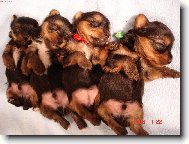 Jork��rsk� terier, Yorkshire Terrier,