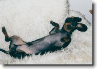 Dachshund