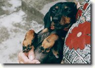 Dachshund