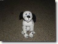 Dalmatinac, Dalmatian