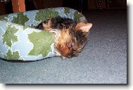 Jork��rsk� terier, Yorkshire Terrier,