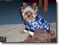 Jork��rsk� terier, Yorkshire Terrier,