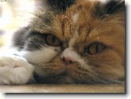 Persian cat