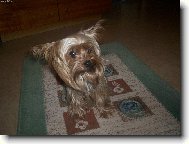 Jork��rsk� terier, Yorkshire Terrier,