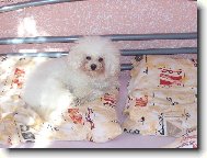 Bichon � poil fris�, Bichon Frise