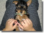 Jork��rsk� terier, Yorkshire Terrier,
