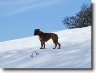 Deutscher Boxer