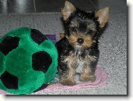 Jork��rsk� terier, Yorkshire Terrier,