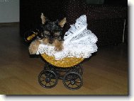 Jork��rsk� terier, Yorkshire Terrier,
