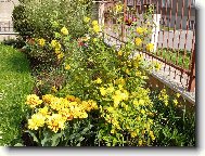 tulip�ny