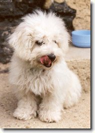 Bichon � poil fris�, Bichon Frise