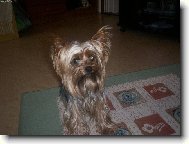 Jork��rsk� terier, Yorkshire Terrier,