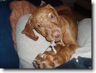 R�vidsz�r� Magyar Vizsla, Hungarian Short-haired Pointing Dog