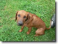 Rhodesian Ridgeback