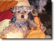 Jork��rsk� terier, Yorkshire Terrier,