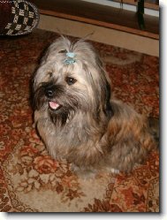 �icu, Shih-Tzu