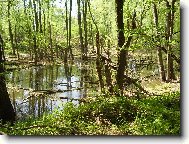 Chinese Crested Dog