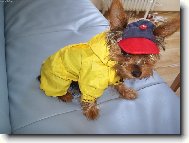 Jork��rsk� terier, Yorkshire Terrier,