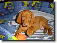 R�vidsz�r� Magyar Vizsla, Hungarian Short-haired Pointing Dog