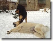 Tibetan Mastiff
