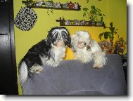 �icu, Shih-Tzu
