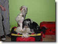 �icu, Shih-Tzu