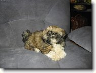 �icu, Shih-Tzu