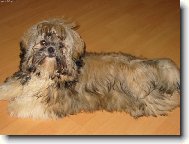 �icu, Shih-Tzu
