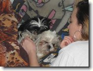 �icu, Shih-Tzu