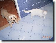 Labradorka S�rynka