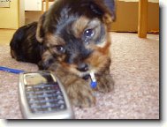 Jork��rsk� terier, Yorkshire Terrier,