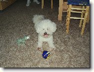 Bichon � poil fris�, Bichon Frise