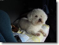 Bichon � poil fris�, Bichon Frise