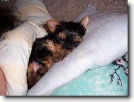 Jork��rsk� terier, Yorkshire Terrier,