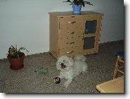 Bichon � poil fris�, Bichon Frise