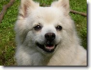 Deutscher spitz - Kleinspitz, German Spitz � Miniature Spitz