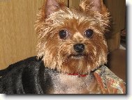 Jork��rsk� terier, Yorkshire Terrier,