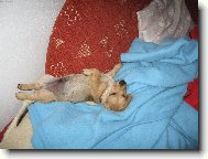 Dachshund