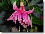kv�t fuchsie