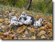 Dalmatinac, Dalmatian