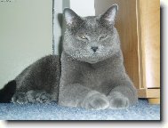 British shorthairs cat