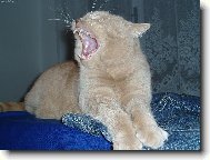 British shorthairs cat